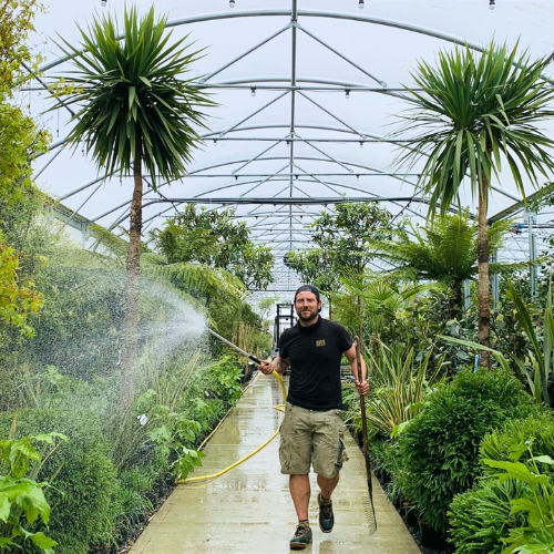 Architectural Plants