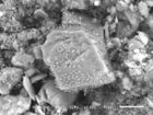 Microbial Induced Carbonate Precipitation: Meet the Bacteria behind the Mimmik Tile