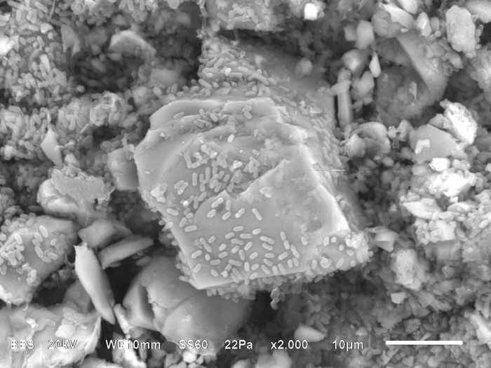 Microbial Induced Carbonate Precipitation: Meet the Bacteria behind the Mimmik Tile