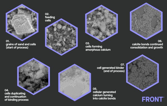 Microbial Induced Carbonate Precipitation: Meet the Bacteria behind the Mimmik Tile