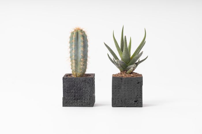 Plant Pots