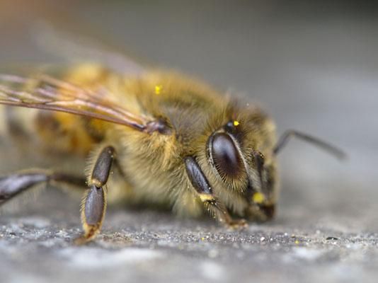 Study shows honey bees can help monitor pollution | Construction Buzz #208