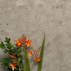 Click Cork Flooring