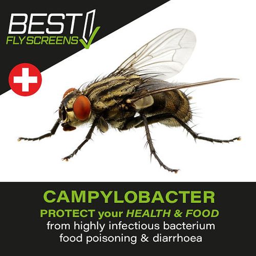 Campylobacter