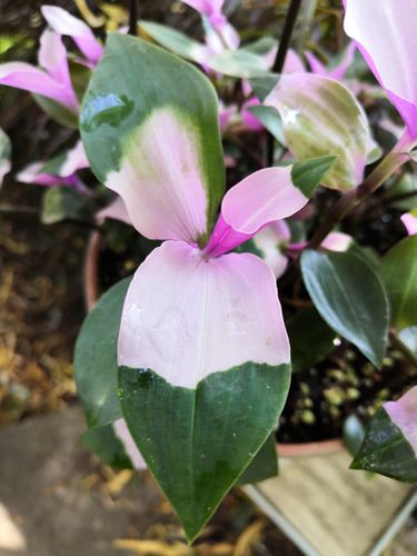 Tradescantia Maiden's Blush