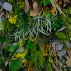 Preserved greens anf flowers for interiors