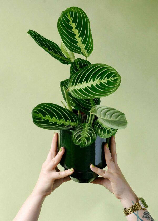 Houseplants
