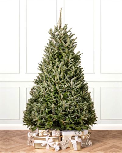 Fraser Fir Cut Christmas Tree
