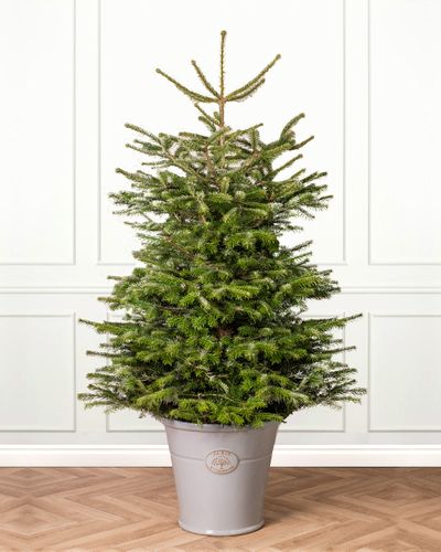Nordmann Fir Pot Grown Christmas Tree