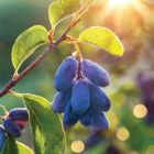 Haskapa Berry Powder and Juice Shots