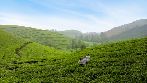 Great Rift Tea Exploration