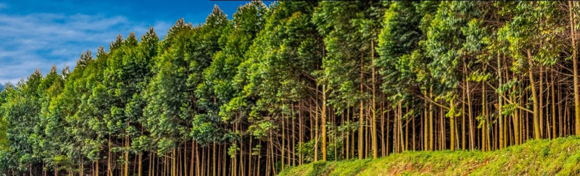 Xylem Trading