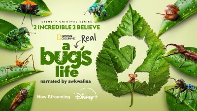 A Real Bugs Life