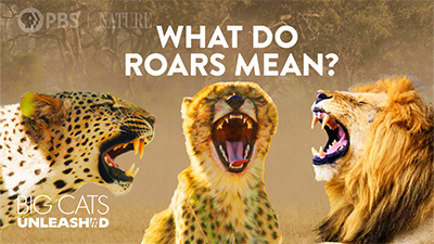 Big Cats Unleashed