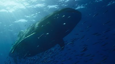 Our Oceans