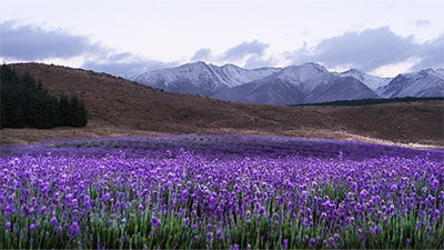 NZ