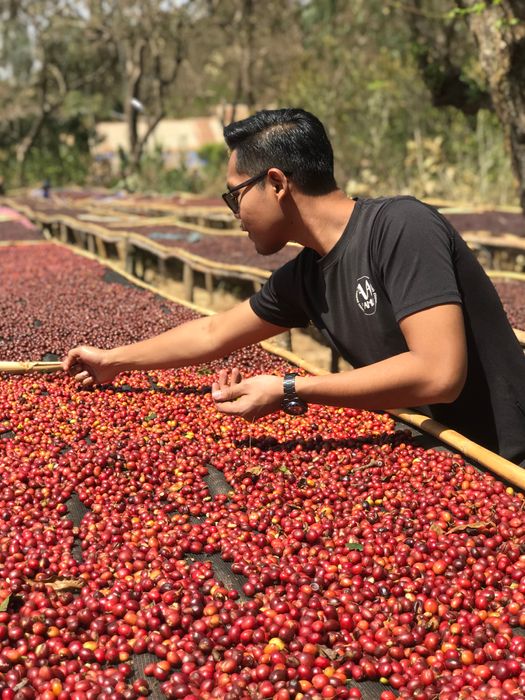 Green Coffee Beans