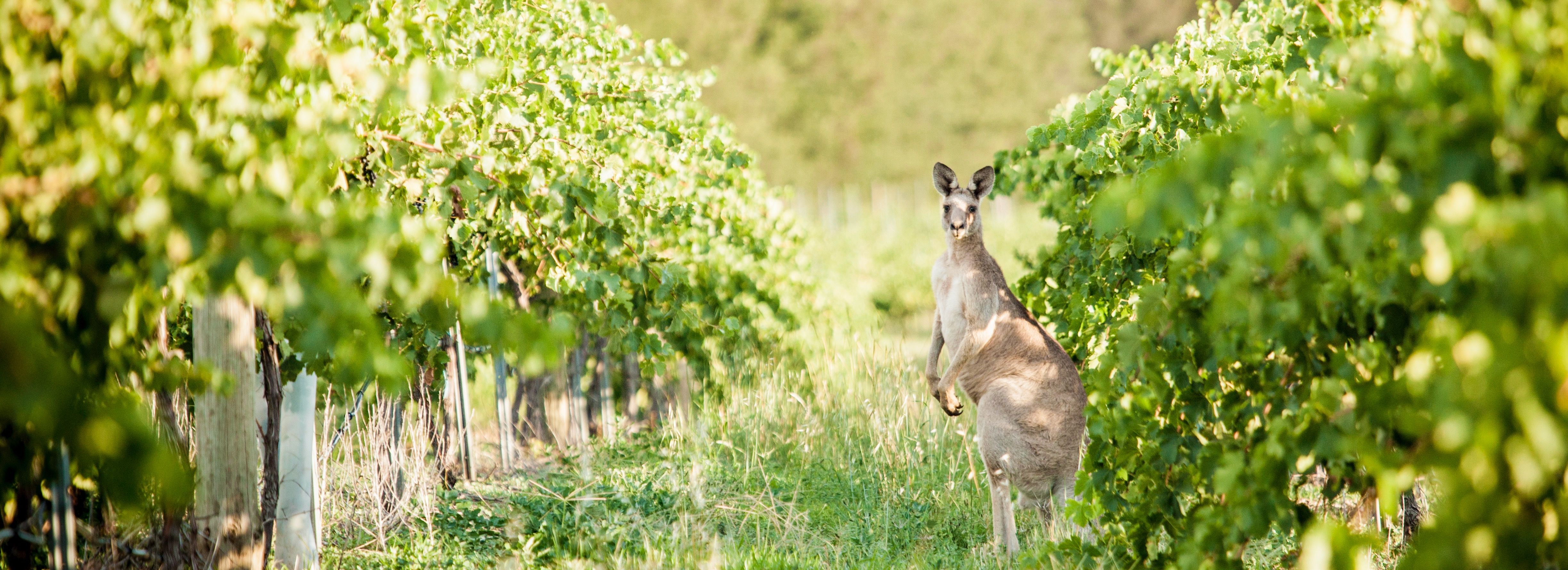 Grove Estate Wines