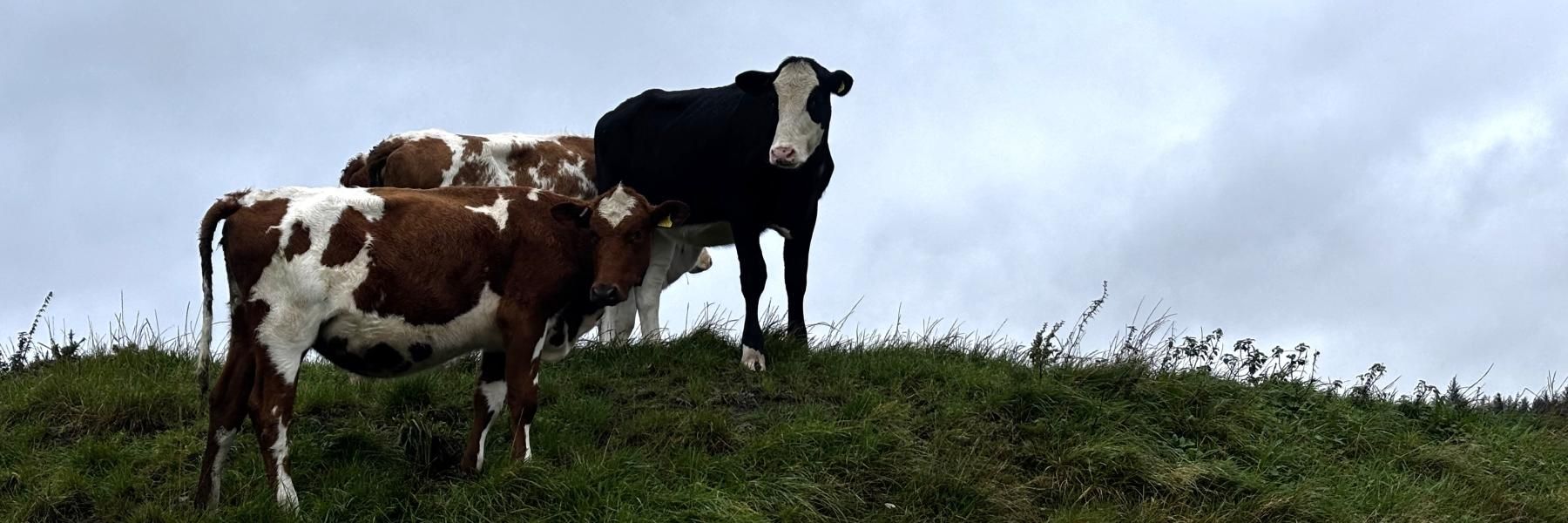 My Experience in the Ethical Dairy, a Cow–Calf Contact (CCC) Farm in Scotland