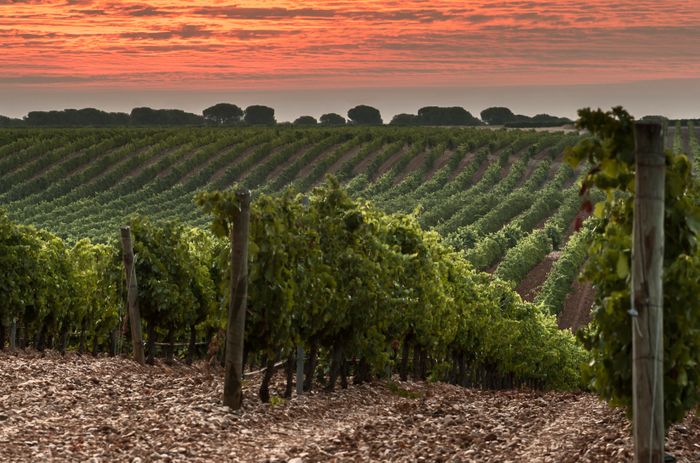 brochure Bornos Vinos & Licores