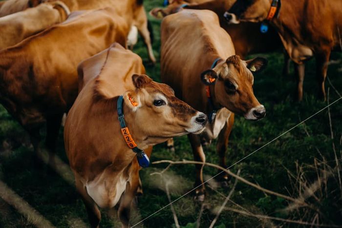 Jersey Dairy Annual Review