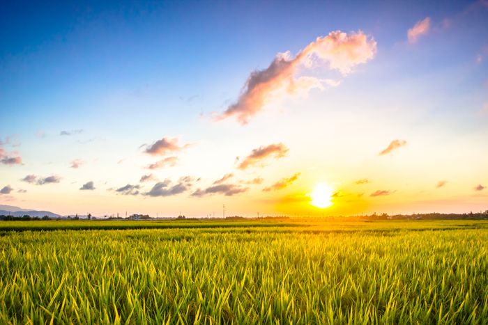 USA Rice Sustainability Brochure