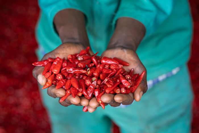 Kacholo Chillies