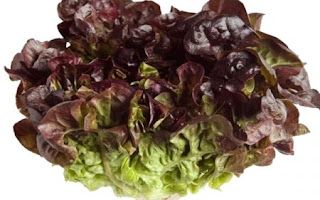Lettuce – Red Oakleaf