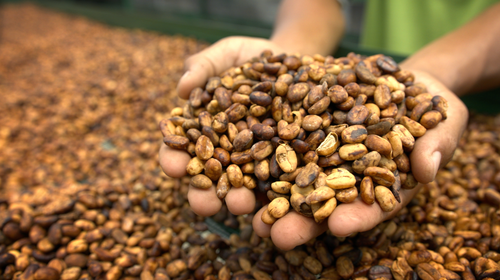 MONGOOSE COFFEE ROBUSTA & ARABICA