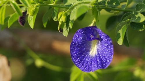 KUPU-KUPU BUTTERFLY PEA