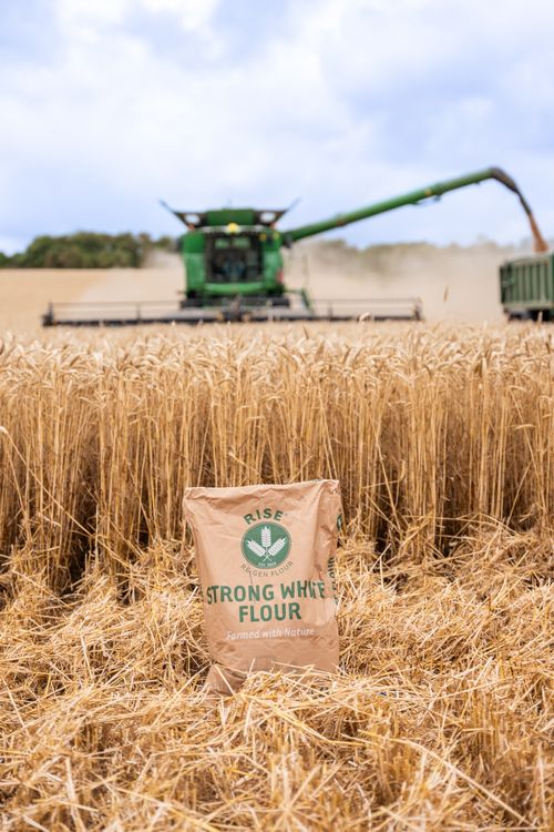 RISE Re:Gen - 100% British Regenerative Wheat Flour 