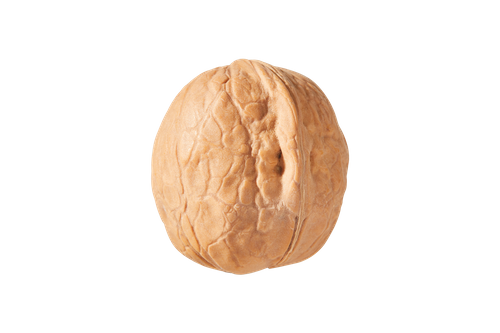Walnut in shell
