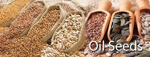OILSEEDS