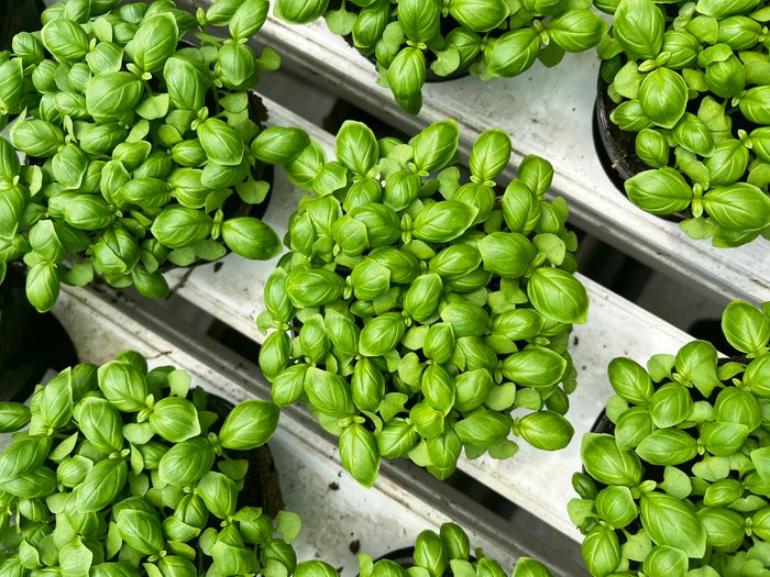 Fresh herbs