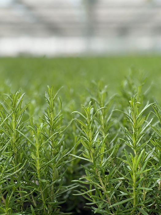 Fresh herbs