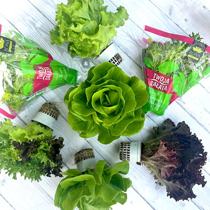 Fresh hydroponic salads