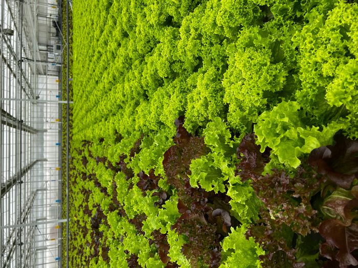 Fresh hydroponic salads