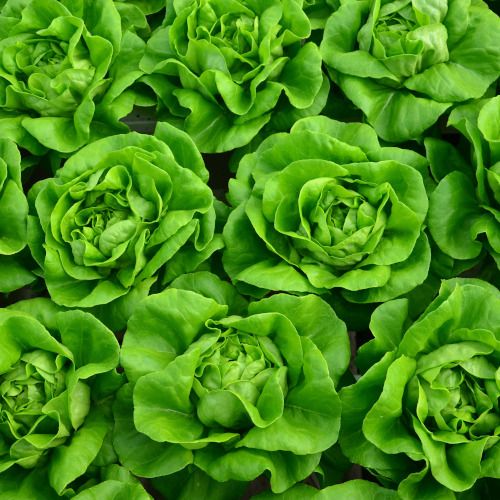 Fresh hydroponic salads