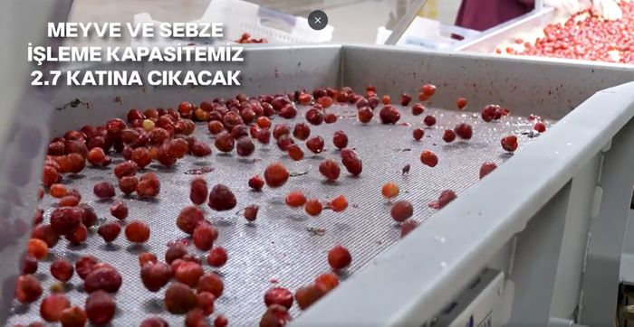 Frozen Fruit