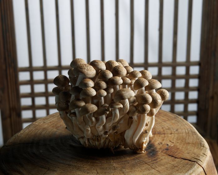 Fresh Shimeji Mushroom