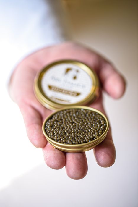 Calvisius Ars Italica Oscietra Royal