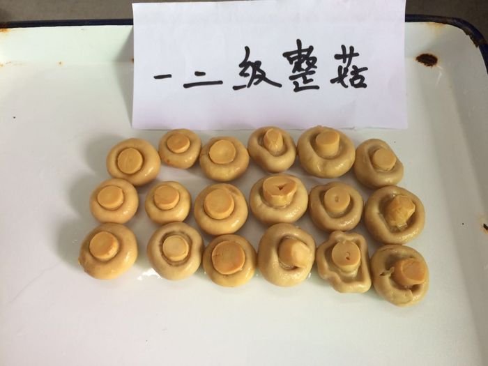 Canned Whole Mushroom