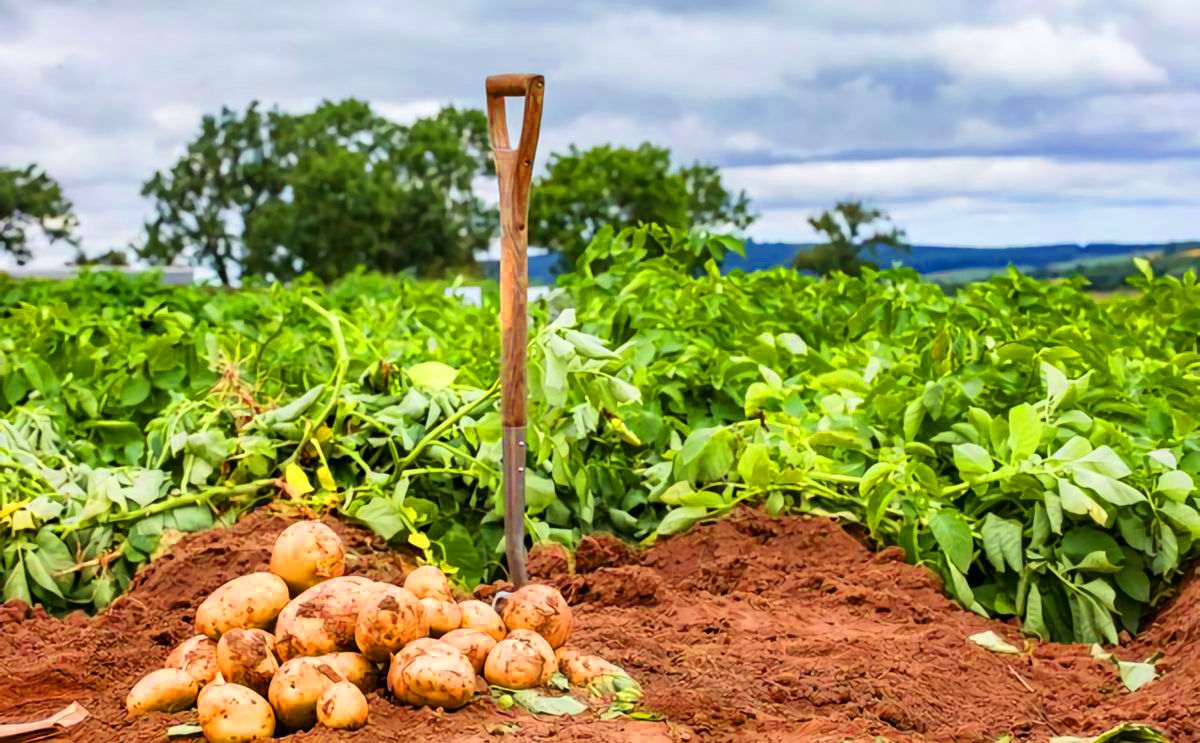 Cyprus Potato Marketing Board