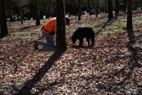 Stonebarn Truffle Hunt