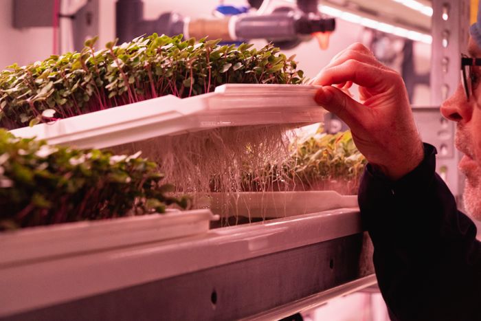 Ro-Gro launches pioneering biofortified microgreens at IFE 2024