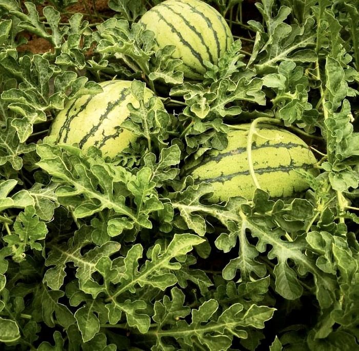 Watermelon IFE, International Food & Drink Event 2025