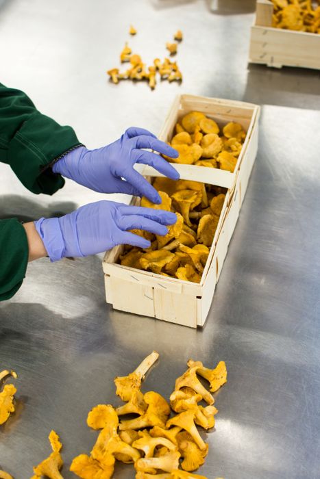 Fresh Chanterelles