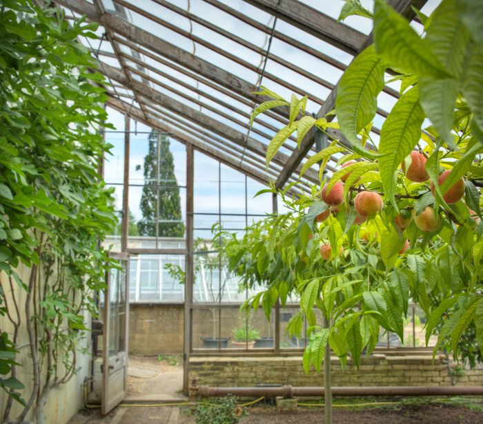 The Greenhouse Collection