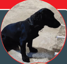 Bed Bug Air Detection