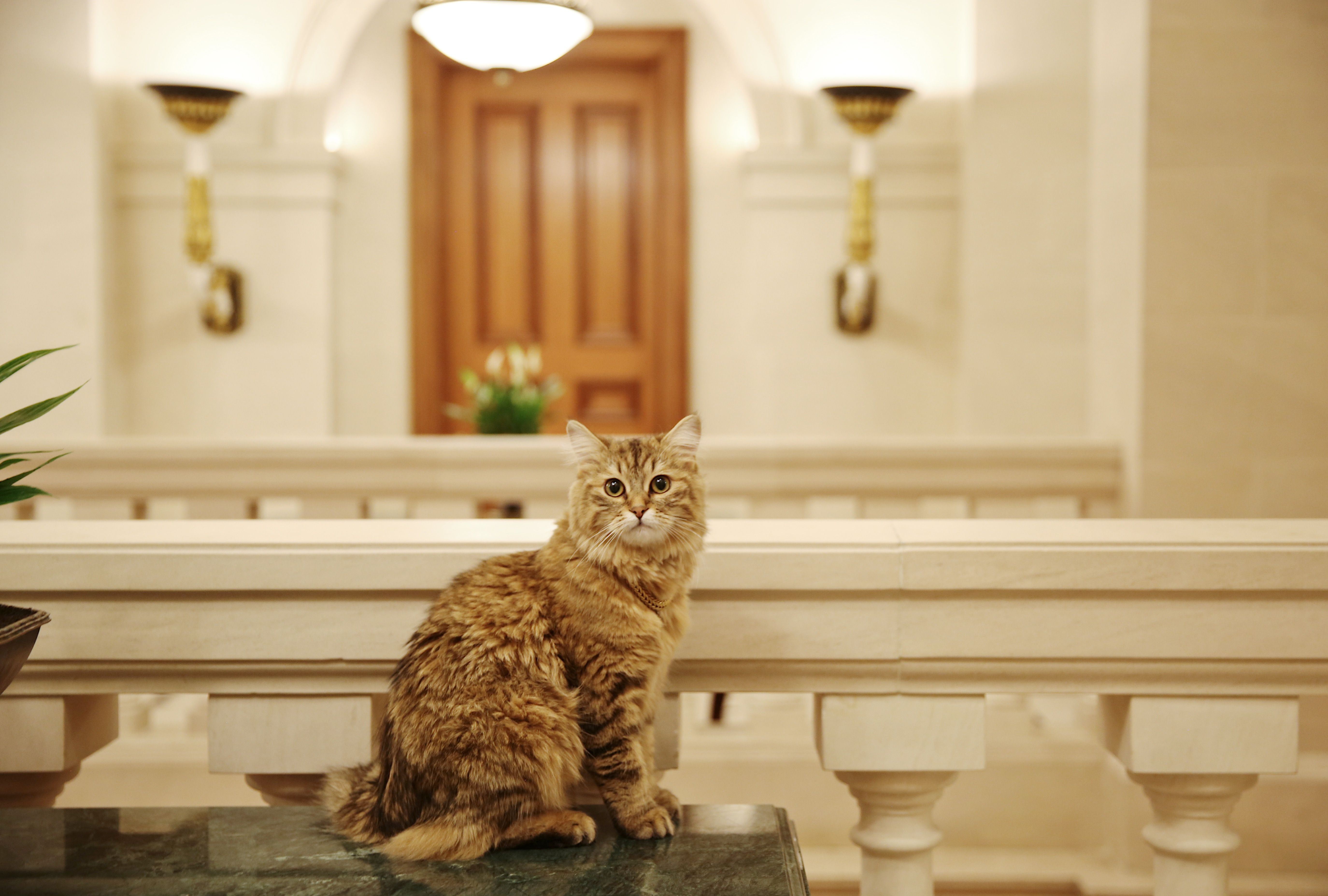 The Hotelier Edit: Lilibet, The Lanesborough